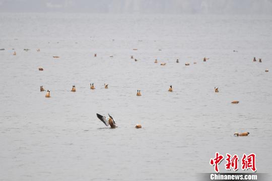 圖為在納帕海濕地棲息的候鳥。　劉冉陽 攝