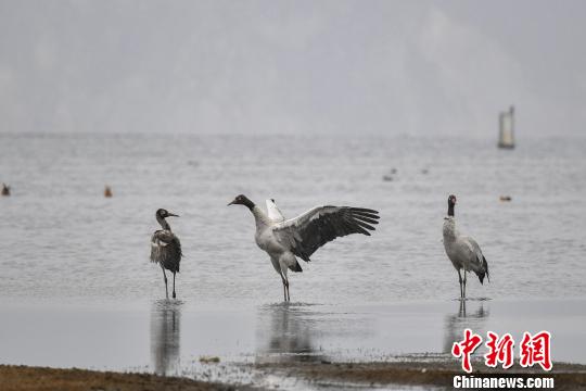 圖為在納帕海濕地棲息的黑頸鶴。　劉冉陽 攝