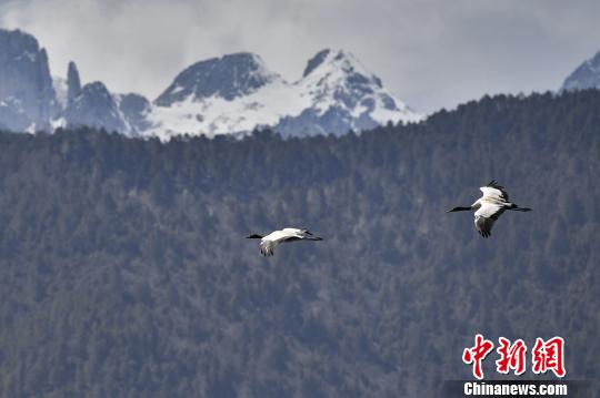 圖為在納帕海濕地上空飛翔的黑頸鶴。　劉冉陽 攝