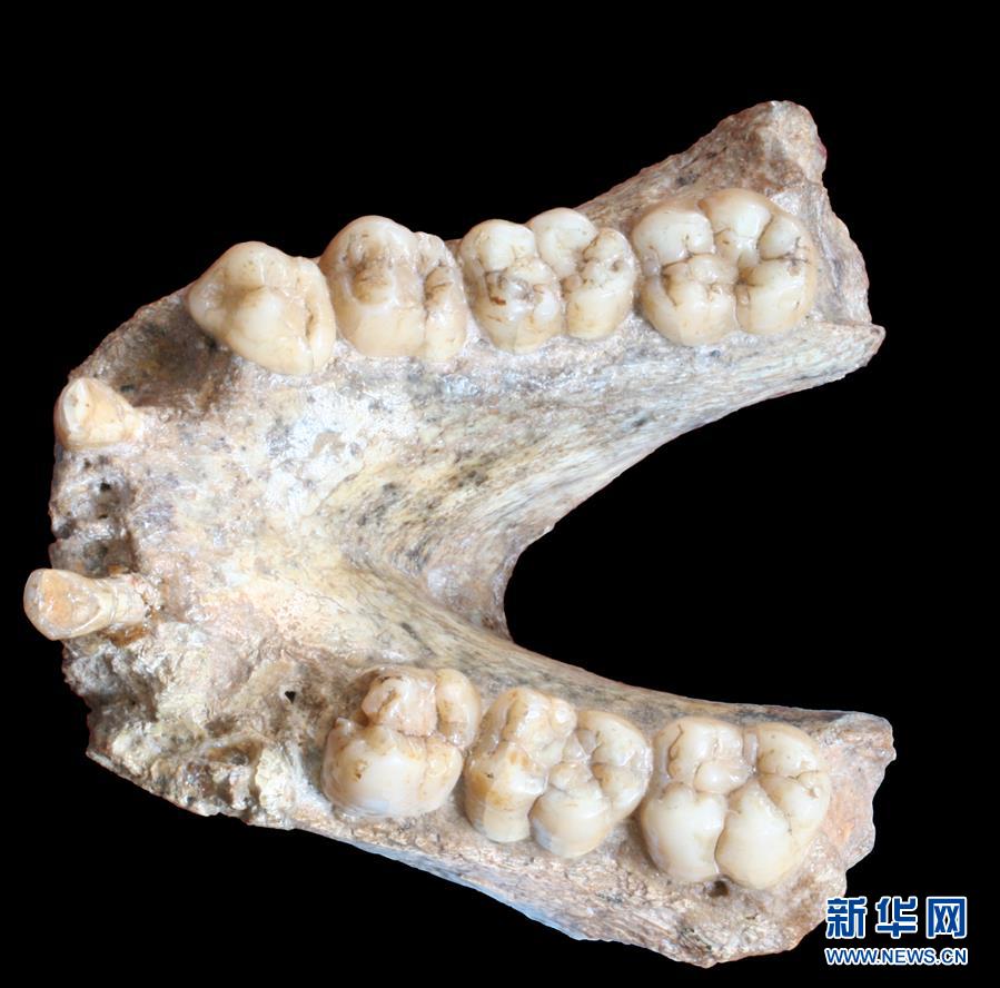 （圖文互動(dòng)）（2）科學(xué)家成功從190萬年前巨猿化石中提取到遺傳物質(zhì)