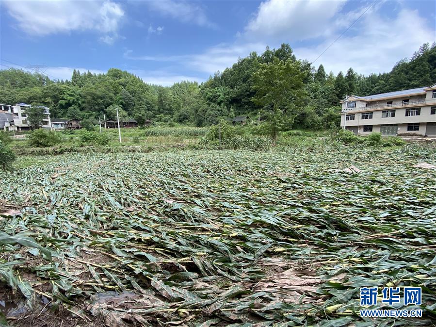 （防汛抗洪·圖文互動(dòng)）（4）山洪襲來(lái)前，澧水河畔大轉(zhuǎn)移