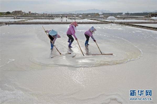 #（社會）（1）福建泉州：防御臺風(fēng) 搶收原鹽