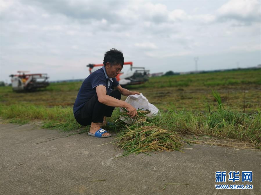 （新華視點(diǎn)·聚焦餐桌外的浪費(fèi)·圖文互動(dòng)）（1）顆粒歸倉(cāng)為何難實(shí)現(xiàn)？我國(guó)糧食收割環(huán)節(jié)損失驚人