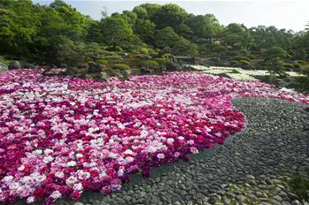 牡丹花滿園