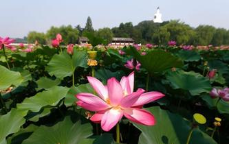 北海公園荷花盛放