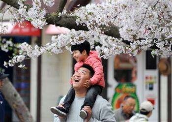 青島櫻花進(jìn)入盛花期