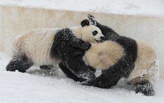 長(zhǎng)春迎降雪 “功夫”大熊貓雪中撒歡