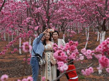 櫻花漫山，一份14年的等待