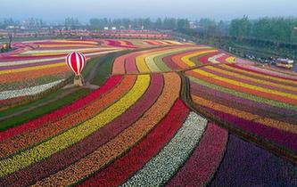 郁金香花開引客來(lái)