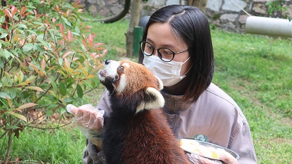 向“萌勢(shì)力”低頭——90后小熊貓“家長(zhǎng)”的飼養(yǎng)日常