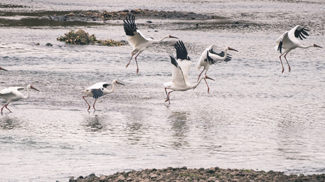 鳥(niǎo)類“活化石” 國(guó)家一級(jí)保護(hù)動(dòng)物白鶴現(xiàn)身廣東始興