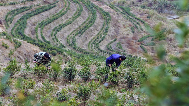 【“飛閱”中國(guó)】江西萬載：高山梯田種茶助農(nóng)富