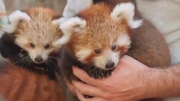 澳動物園小熊貓幼崽出門遛彎