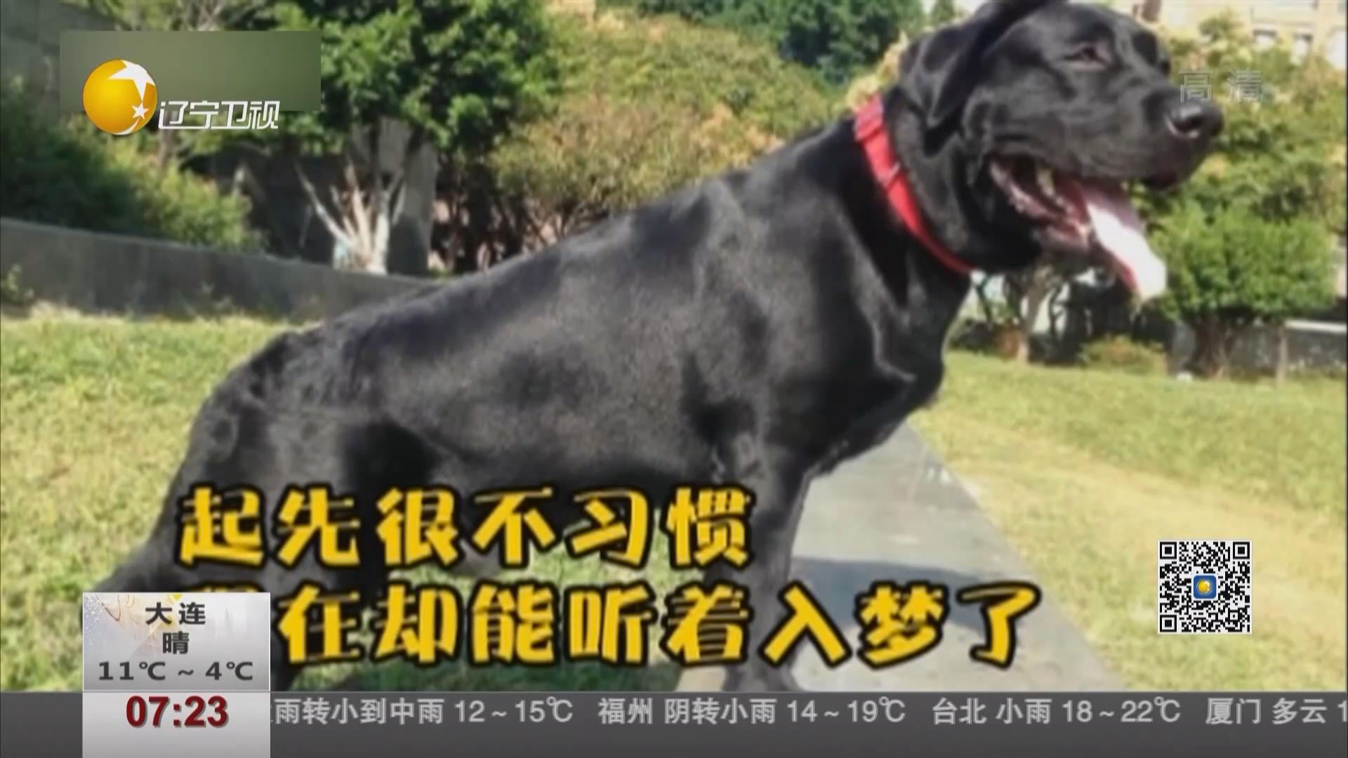 狗狗鼾聲如“機槍掃射” 主人以為有人在打仗