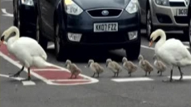 活捉動物界路霸 馬路上遛娃睡覺