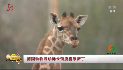 德國動物園珍稀長頸鹿喜添新丁