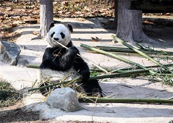 大熊貓盡享冬日暖陽(yáng)