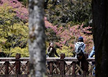 阿里山迎來賞花季