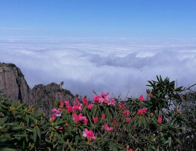 安徽黃山奔騰云海與盛放杜鵑“競(jìng)秀”